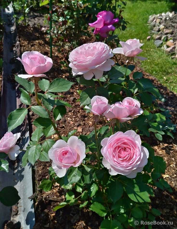 Роза грейс: фото, посадка и уход, отзывы цветоводов о выращивании сорта дэвида остина, морозоустойчивость, обрезка, подкормка