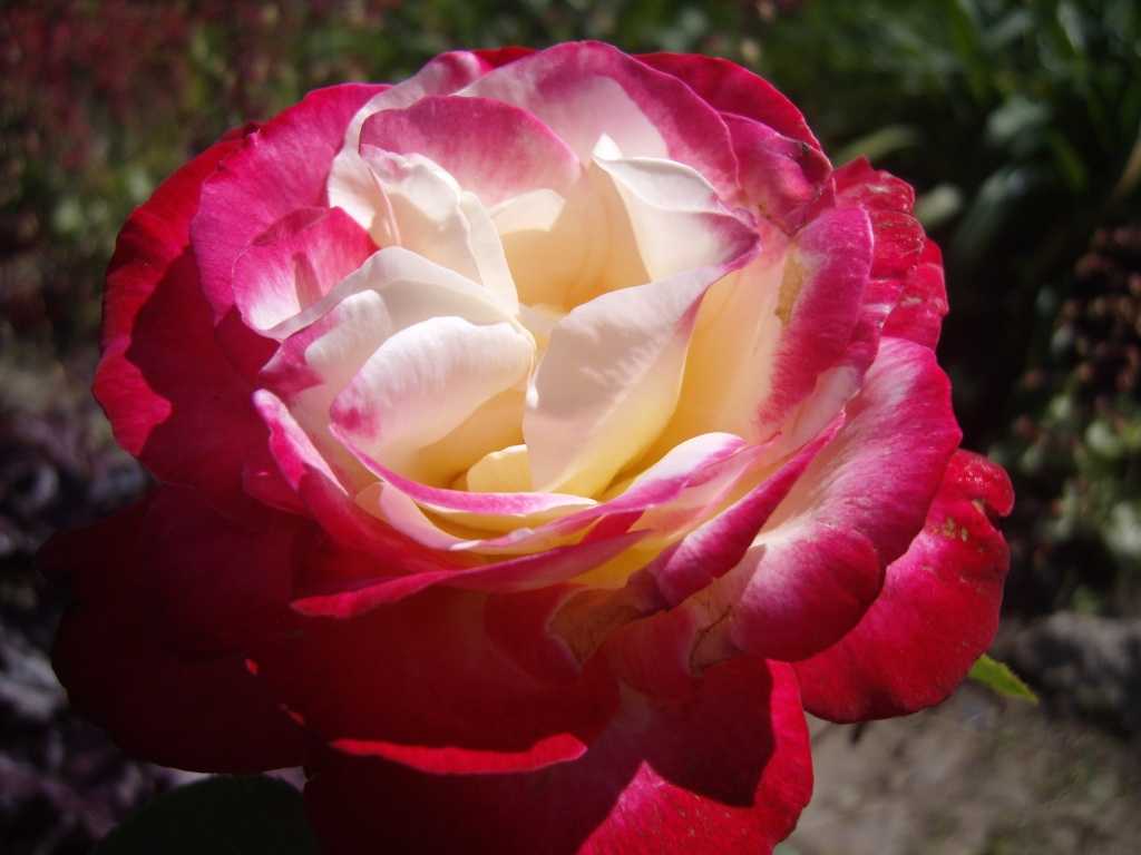 Роза double delight (двойное удовольствие) — отзывы 	 отрицательные. нейтральные. положительные. + оставить отзыв отрицательные отзывы red_rose http://www.rosebook.ru/roses/tea-hybrid/double-delight п