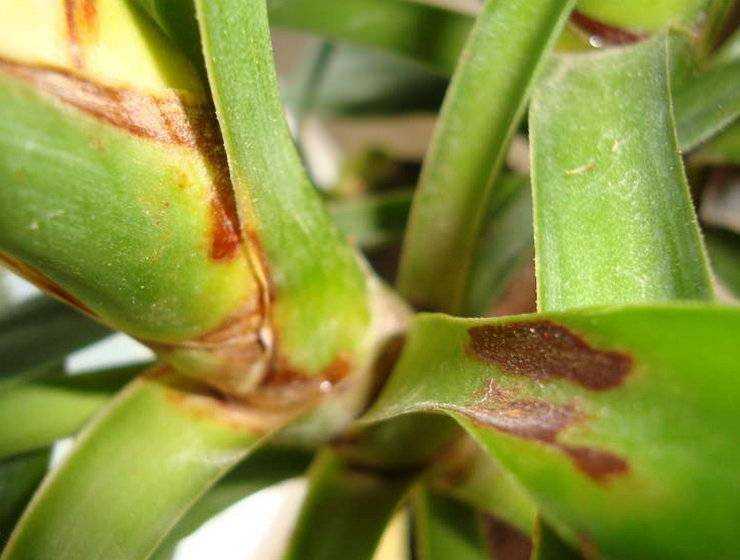Почему у алоэ сохнут кончики листьев: распространенные болезни и вредители растения
