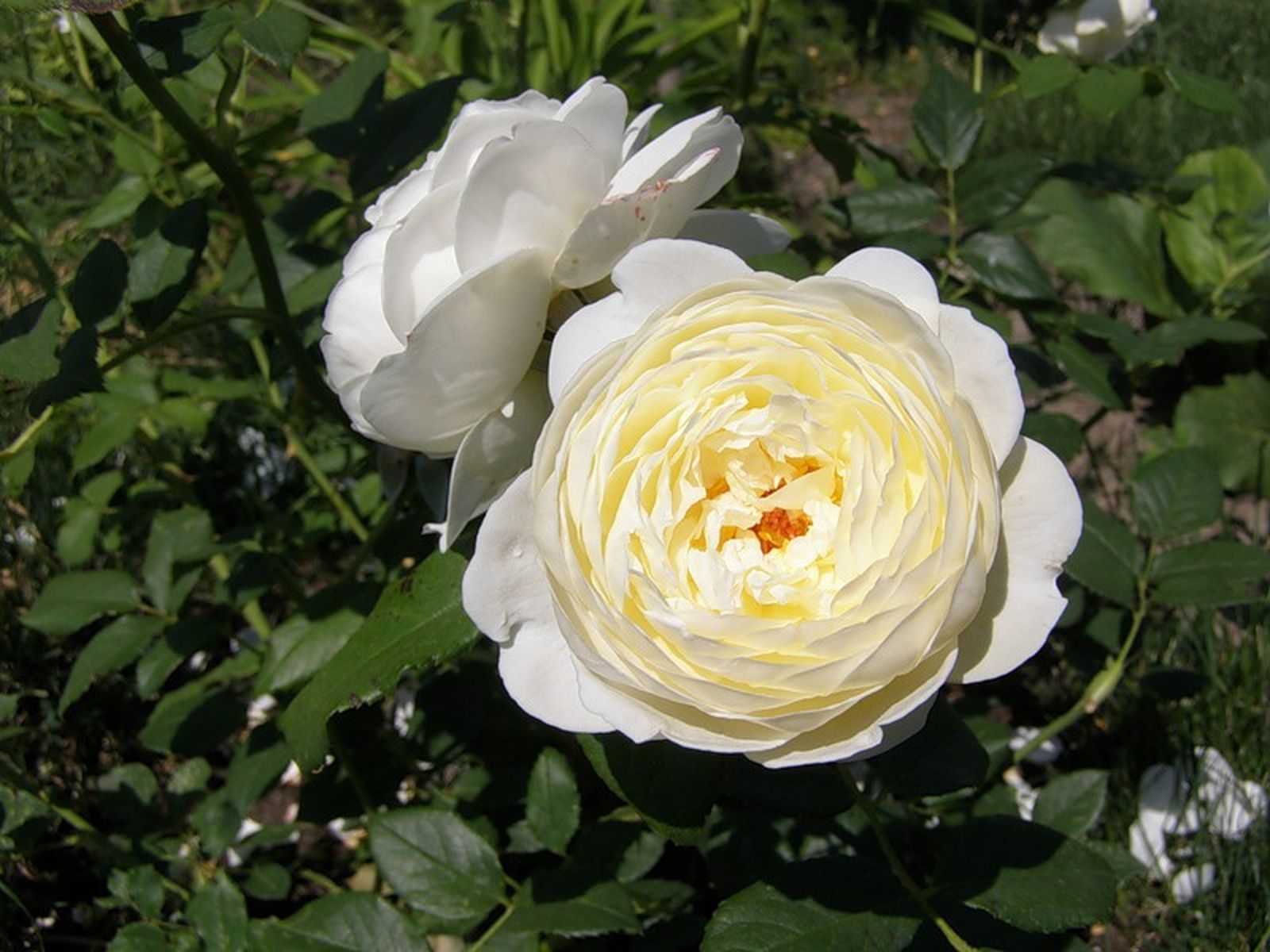 Розы остина: фото, названия сортов и описание