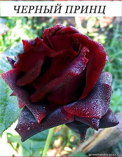 Роза черный принц: описание, посадка и уход за сортом