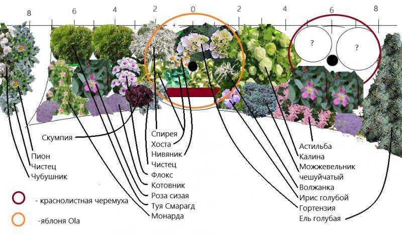 Пионы в ландшафтном дизайне, с какими растениями сочетаются и как организовать цветник