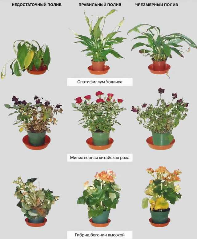 Пестролистные домашние растения фото и названия