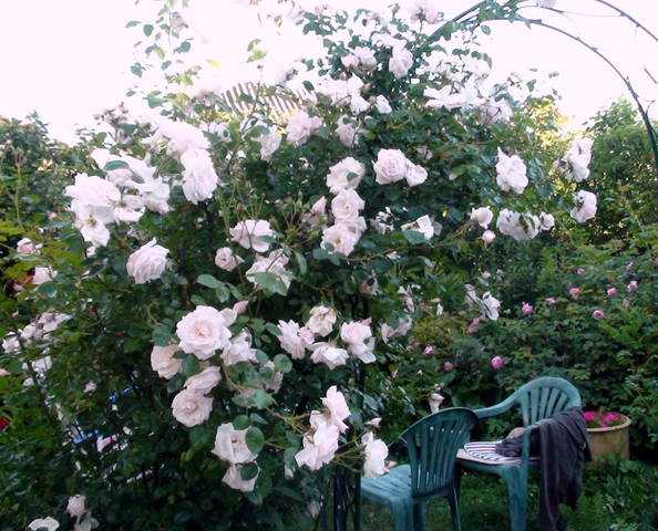 Плетистая роза «нью доун» («new dawn»): описание, фото, выращивание, уход