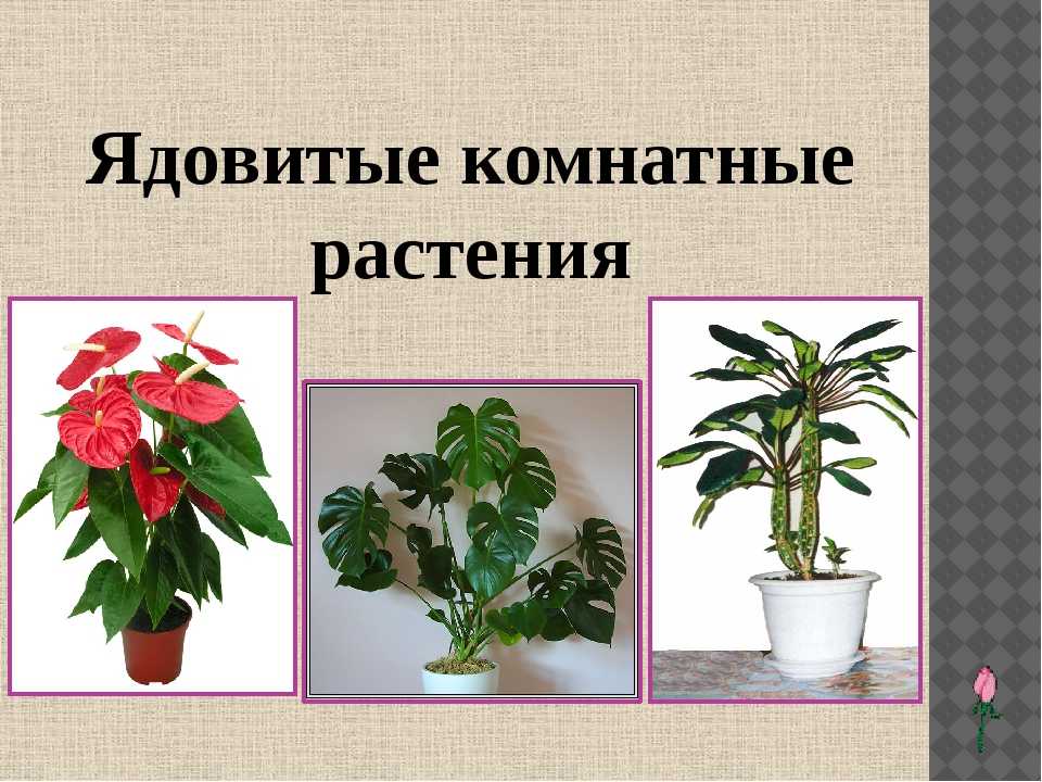 Ядовитые комнатные растения для человека: названия с описанием, какие домашние цветы смертельно опасны и способны убить, чем вредны для кошек?