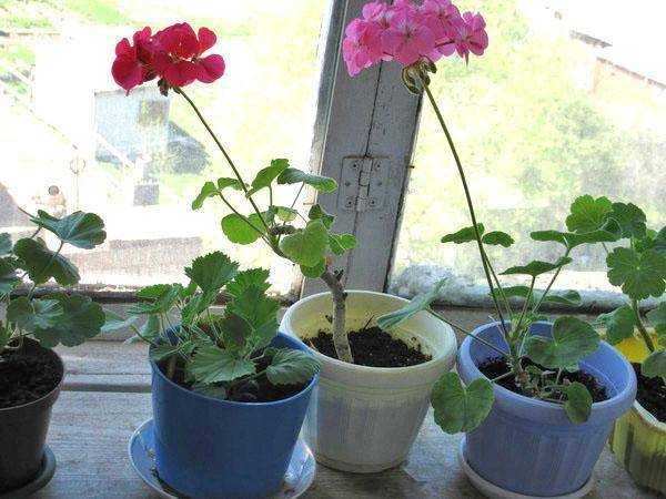 Почему не цветет герань комнатная в домашних условиях, чем подкармливать растение и как заставить цвести, видео