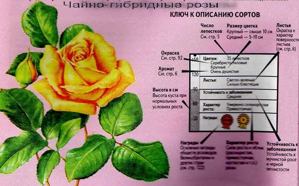 Розы-шрабы: что это такое, фото, описание, посадка, уход, сорта