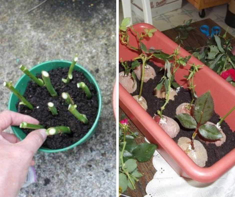 Как самостоятельно размножить розу черенками: совет от ирины поповой, опытного садовода-практика