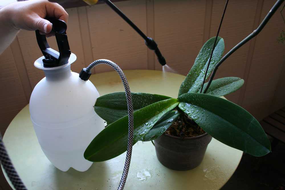 Завелись мошки в орхидее: что делать и как избавиться, обзор лучших средств