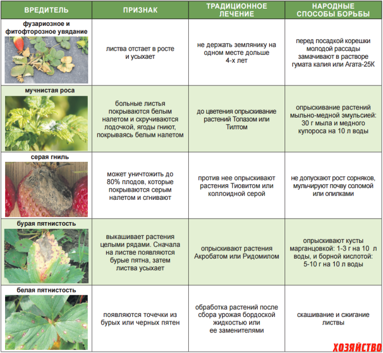 Лечение хлороза гортензии: фото листьев и цветов, как избавиться от болезни навсегда