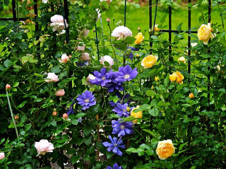 Роза полька: фото и описание, отзывы, когда и как цветет. роза полька: фото + отзывы, советы по выращиванию