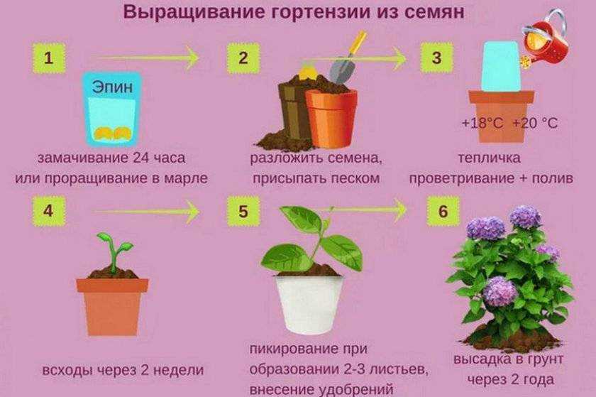 Как выращивать пионы дома в горшках