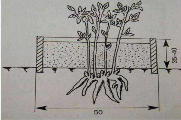 Хризантема садовая многолетняя, уход и выращивание, посадка, размножение, подкормки. как сажать хризантемы осенью