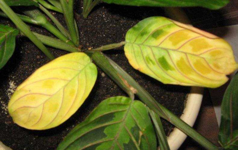Почему желтеют листья у замиокулькаса: причины, что делать