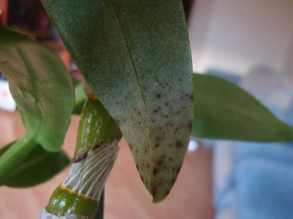 Почему у орхидеи вялые листья и что делать, если они пожухли: фото и видео о лечении болезни