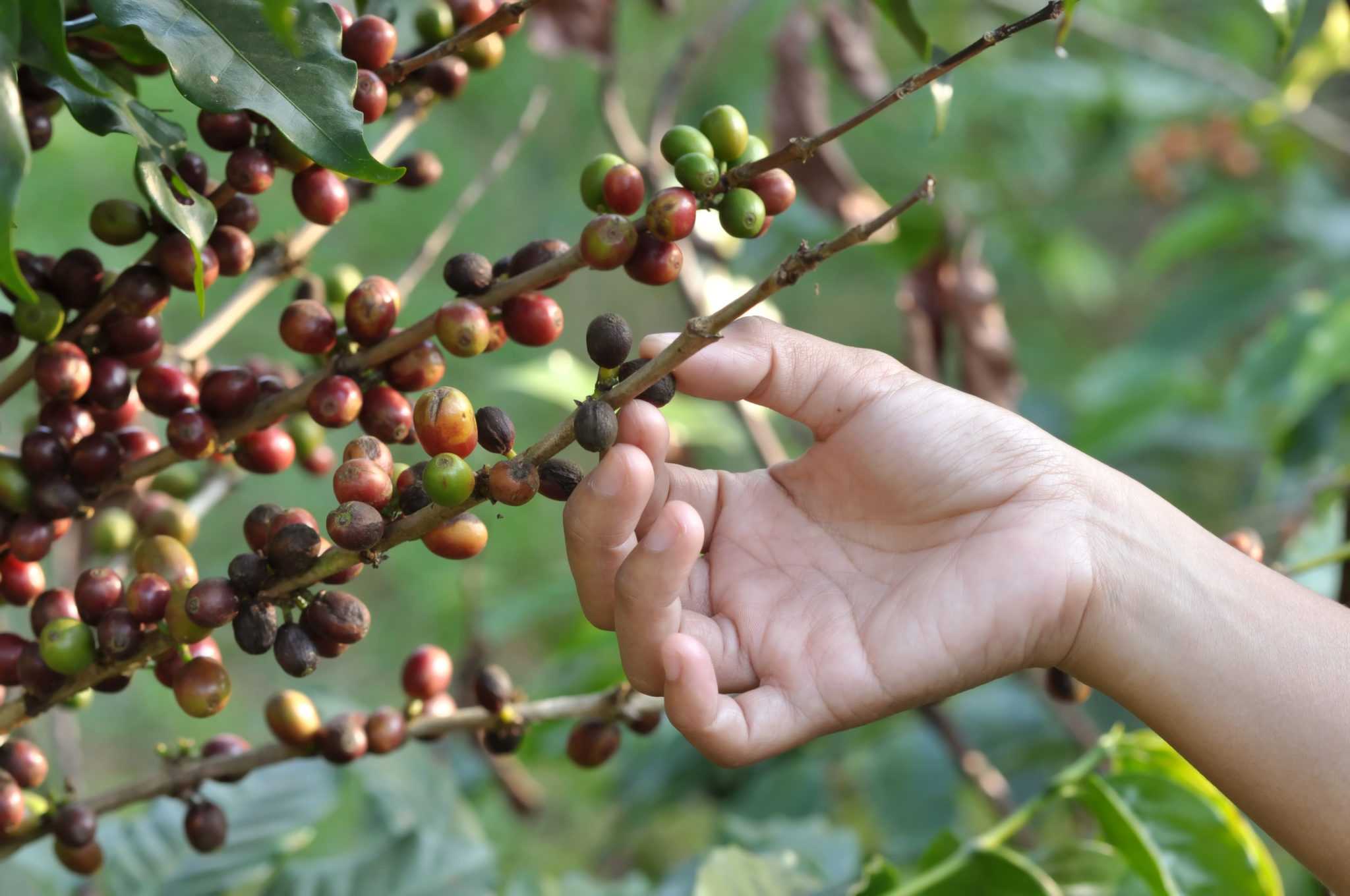 Кофейное дерево арабика — как получить урожай дома?
