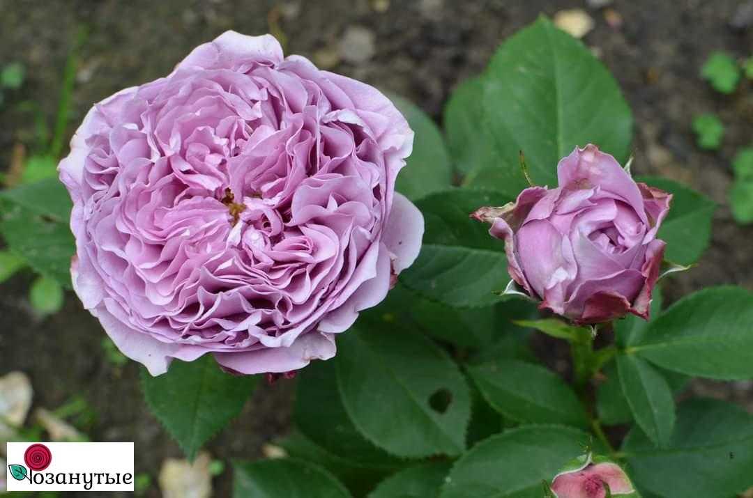 Роза бельведер (belvedere)