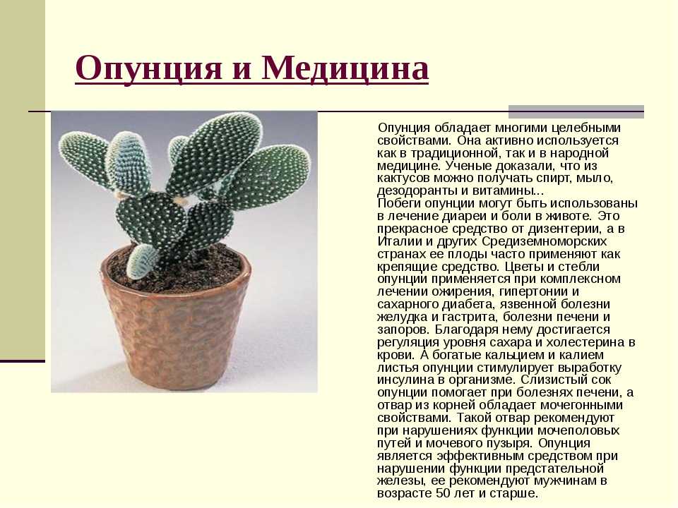 Съедобные кактусы – виды и описание, как есть и использовать в кулинарии на ydoo.info