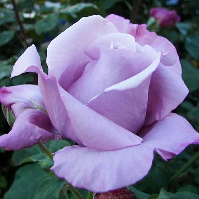 Роза голубой нил: фото, описание, условия содержания