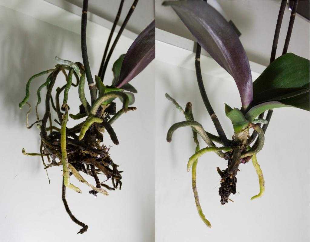 Воздушные корни орхидеи — основные причины появления и примеры что можно с ними сделать Варианты пересадки растения, тонкости при уходе за цветком: почва, грунт и полив