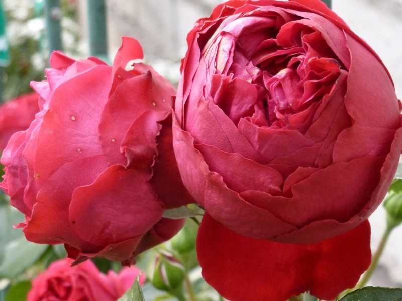 Роза эрик таберли: описание, выращивание и уход. роза плетистая eric tabarly рекомендация специалиста по использованию розы в ландшафтном дизайне