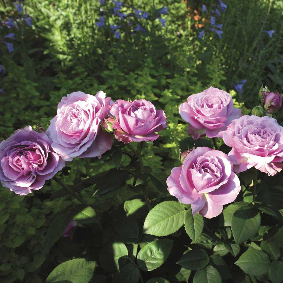 Мускусные розы: популярные виды и сорта с описанием, посадка и уход