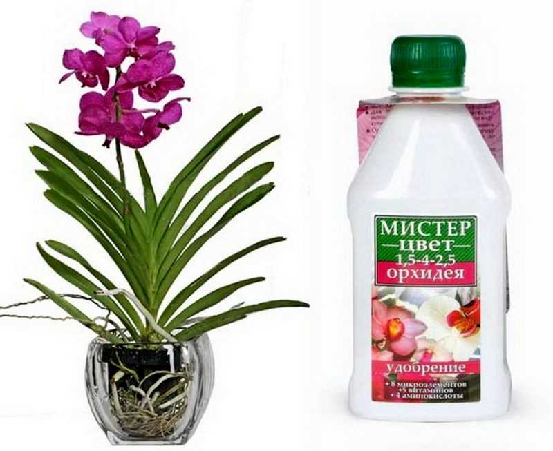 Орхидеи: чем удобрять растения в домашних условиях