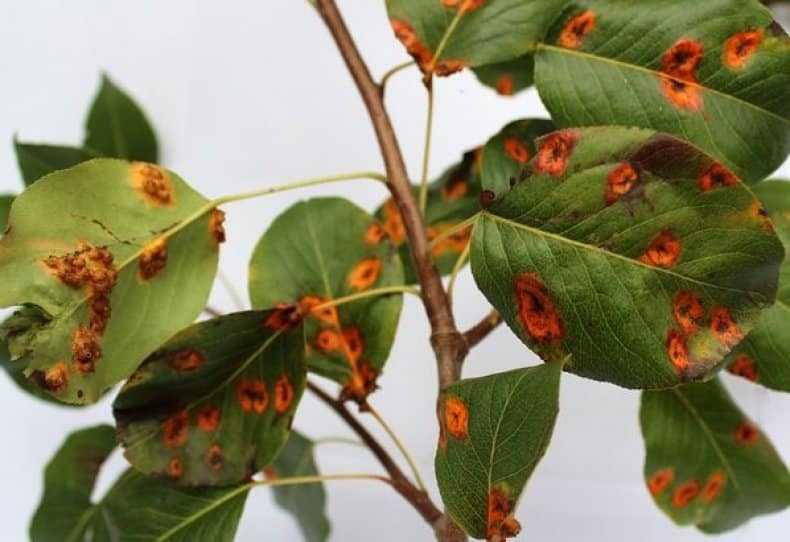 8 причин появления черных пятен на листьях груши, народные средства защиты и меры профилактики