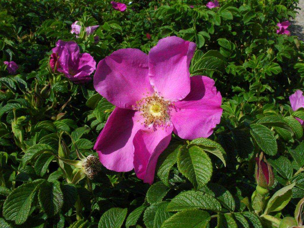 Роза ругоза декоративный кустарник, имеются другие виды такие как роза ханс, роза морщинистая