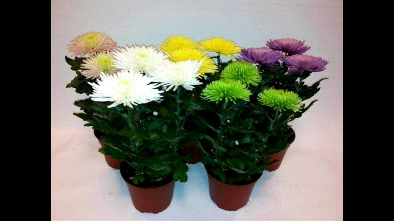 Кустовая хризантема: существующие разновидности, лучшие сорта и правила выращивания