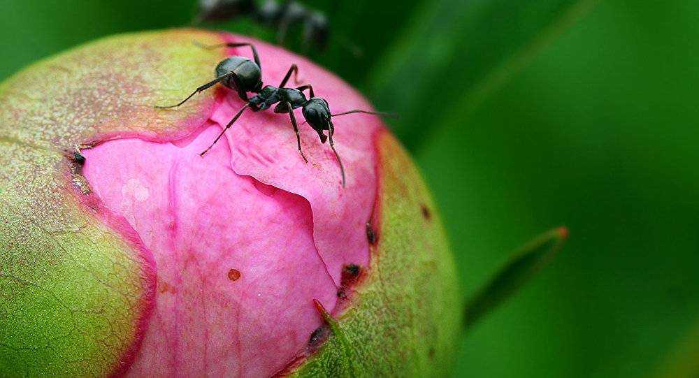 Как избавиться от муравьев на пионах народными средствами