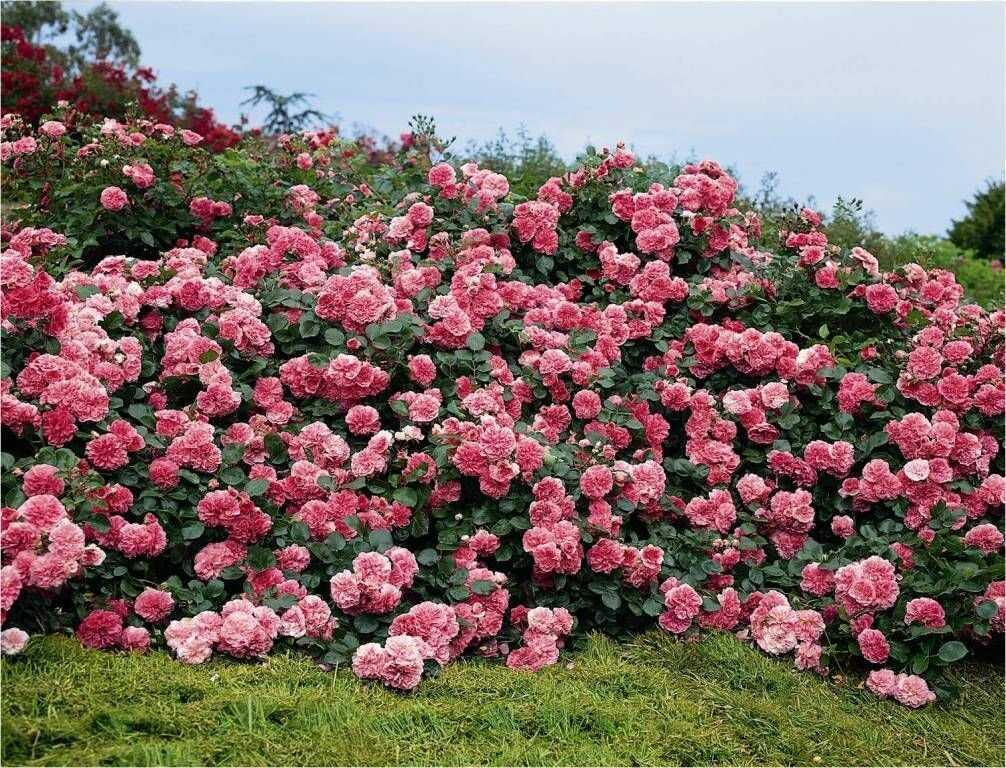 Что представляют из себя парковые розы