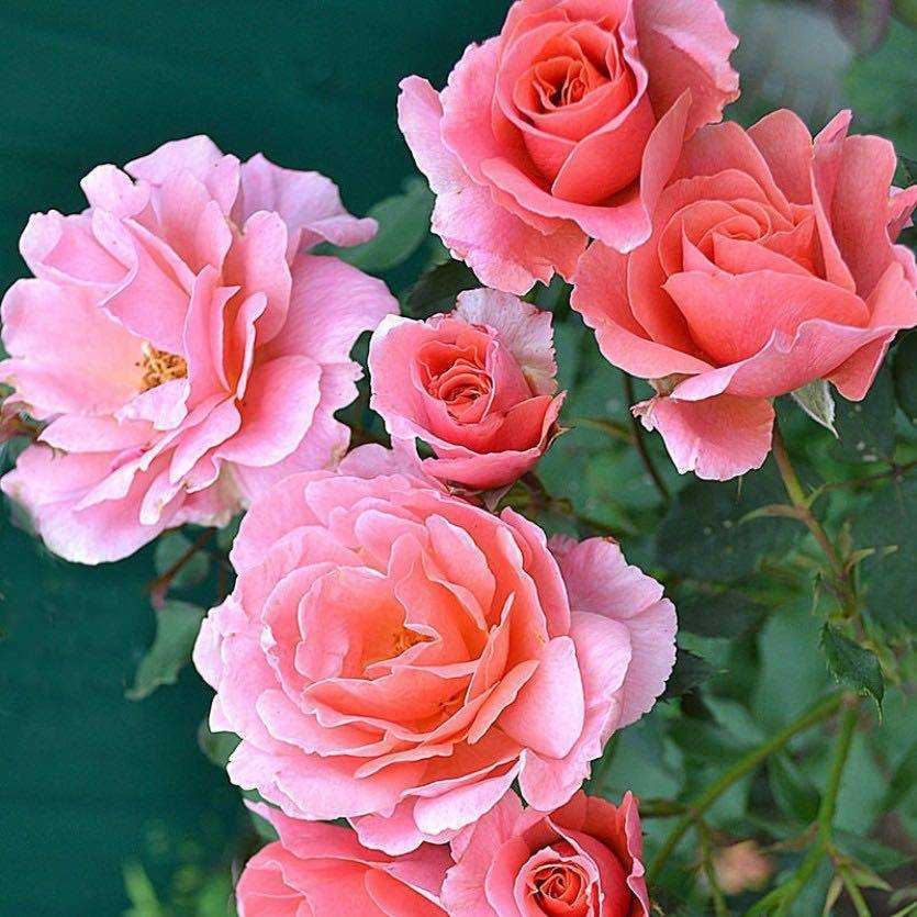 Роза Али баба Alibaba — что это за ремонтантный британский сорт, характеристики и внешний вид Как выращивать плетистую розу, особенности посадки и ухода за кустом Как цветет растение, нюансы ухода до и после цветения