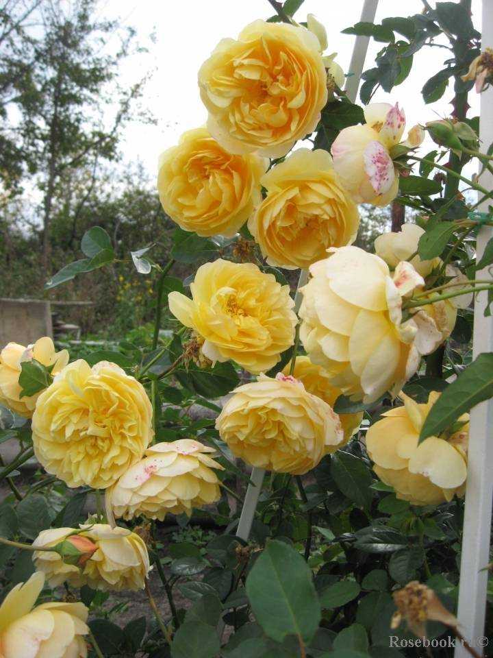 Английская роза грэхам томас: фото, описание, условия содержания