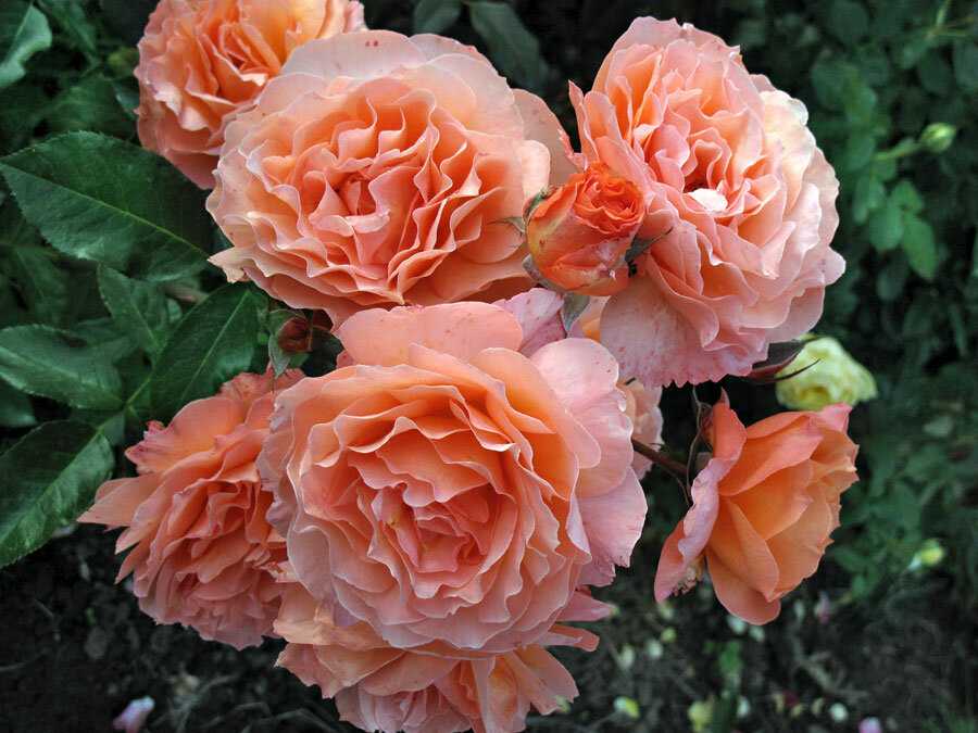 Роза бельведер (belvedere) — описание и характеристики