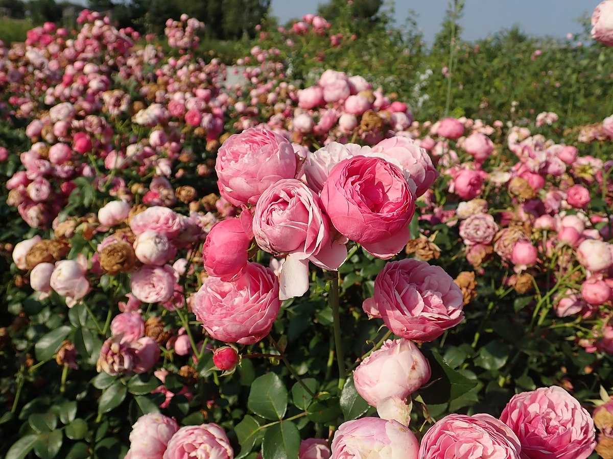 Техника выращивания розы помпонелла. особенности растения, отзывы цветоводов