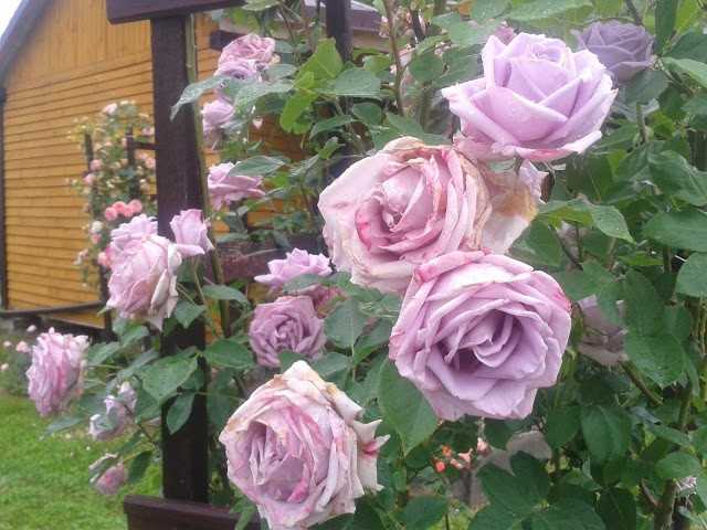 Описание плетистой розы индиголетта клайминг: что за сорт цветка, посадка и уход