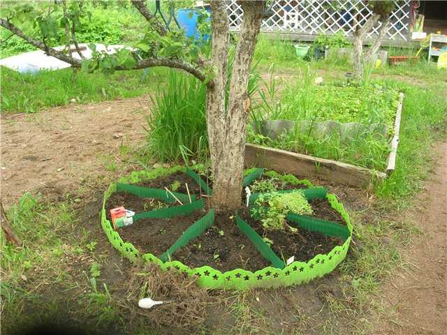 Что посадить под яблоней в саду: подходящие цветы и овощи