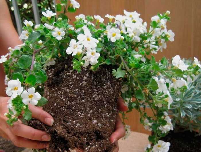 Бакопа, или сутера - красивоцветущее ампельное растение для подвесных кашпо