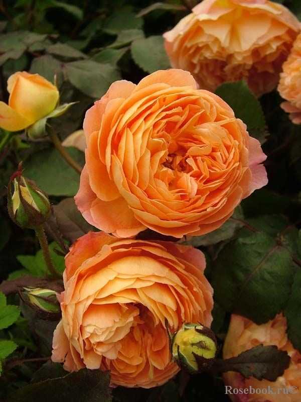 Полуплетистые или кустовые розы-шрабы