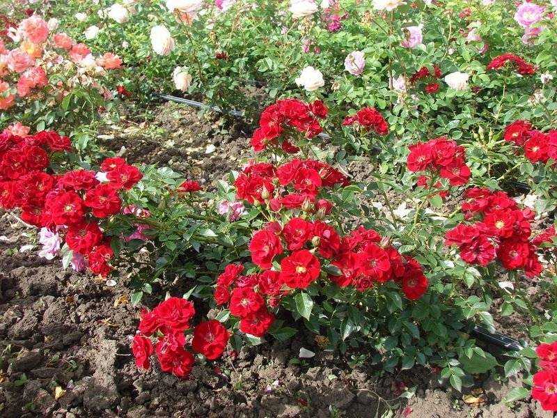 Почвопокровные розы уход и выращивание