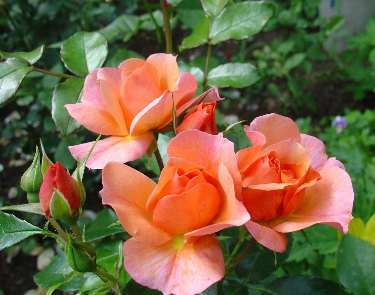 Чайно-гибридная роза блаш: описание и фото прекрасных цветов, отзывы о сорте, правила посадки, ухода и выращивания