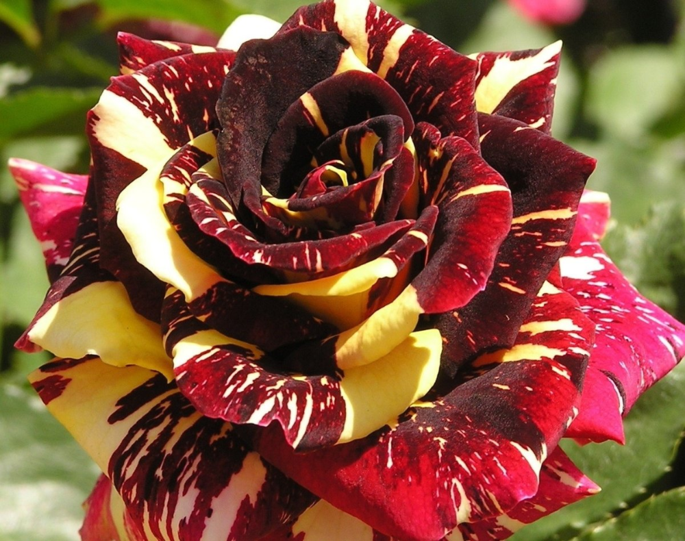 Роза фокус покус: фото, описание, условия выращивания (+фото)