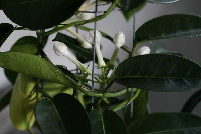 Стефанотис (мадагаскарский жасмин): можно ли держать флорибунду дома, у обильноцветущего желтеют листья, что делать, фото