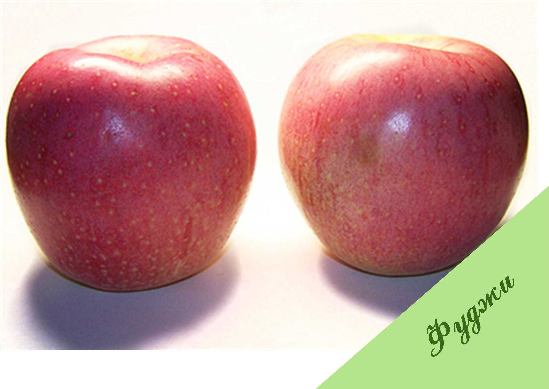 Яблоки фуджи: описание сорта, фото, отзывы