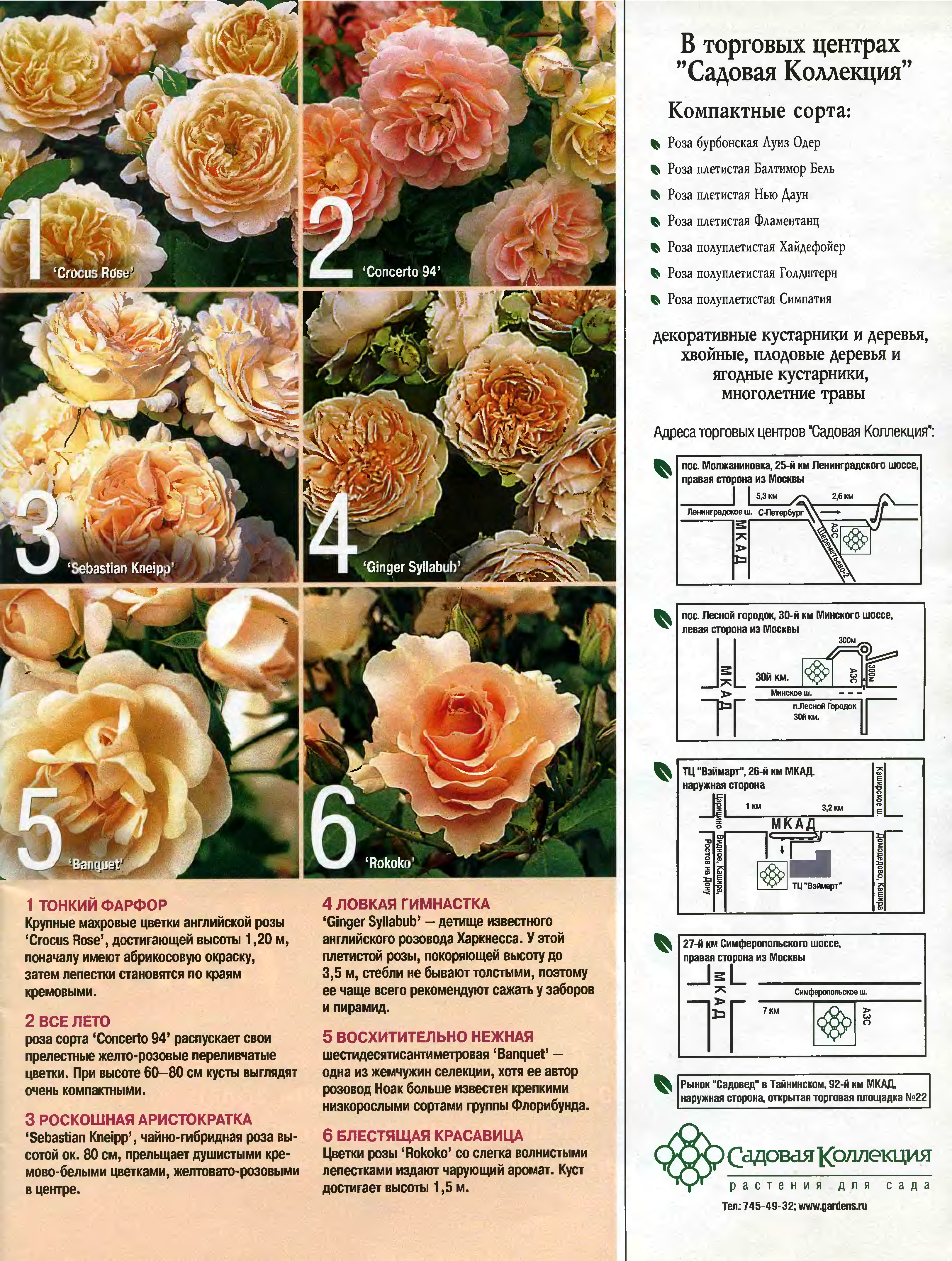 Великолепные розы-шрабы: фото и описание, применение в дизайне сада