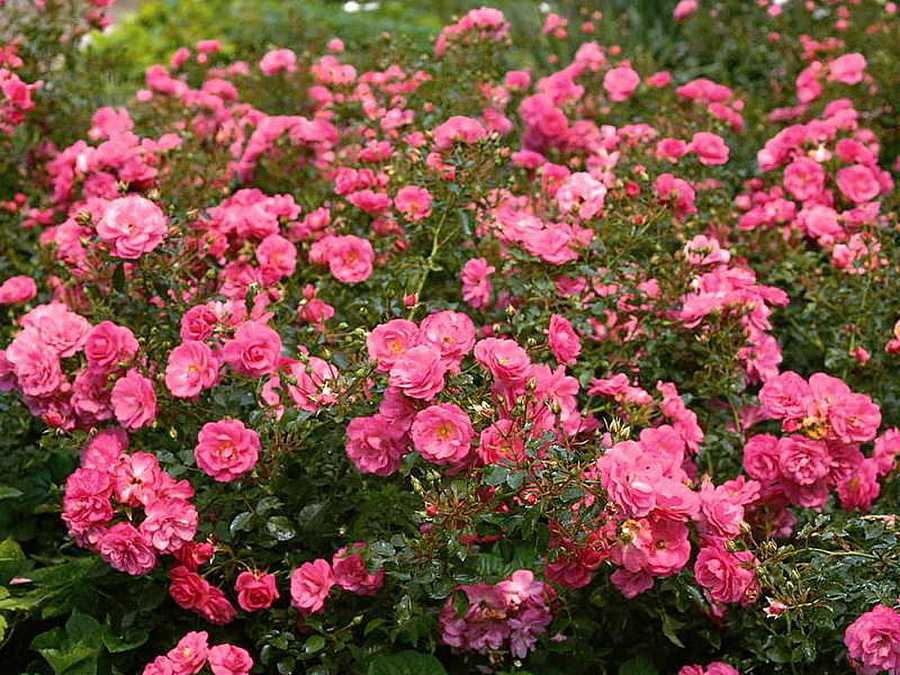 Розы, цветущие все лето: описание лучших сортов - sadovnikam.ru