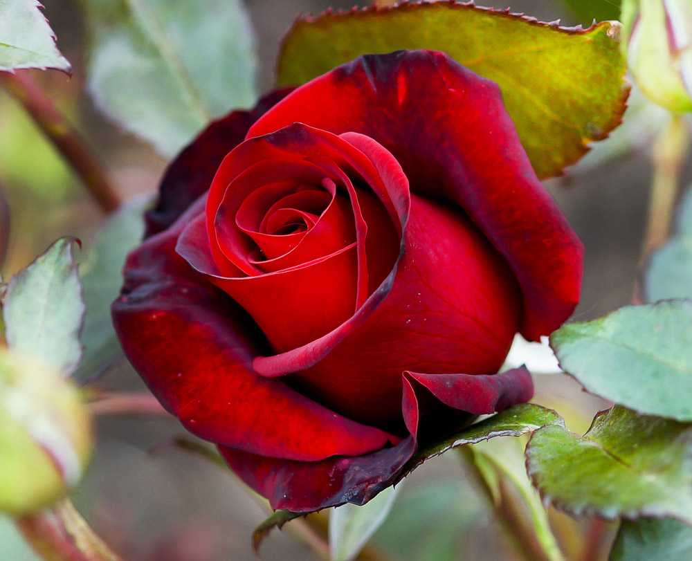 Роза черная магия: описание и особенности выращивания