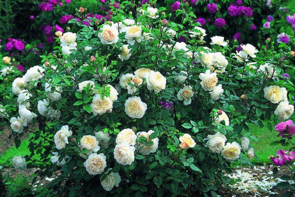 Роза Манстед Вуд Munstead Wood — описание сортового растения, почему так назвали, как выглядит, отличительные особенности Особенности выращивания английской кустарниковой шраб-розы, как ухаживать для цветения