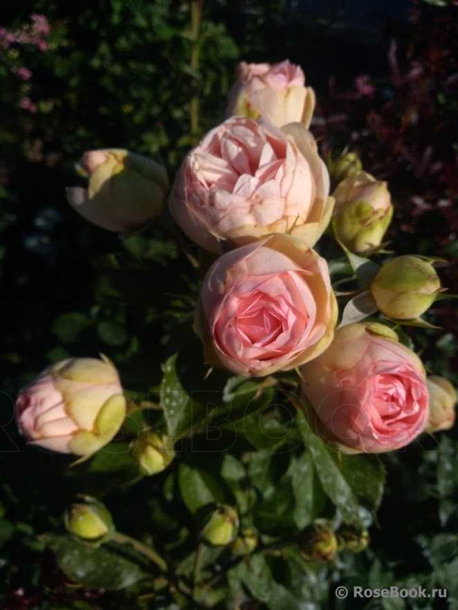 О розе piano: описание и характеристики сортов кустовой розы, уход и выращивание (с изображениями)